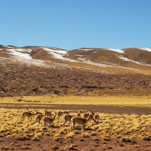 Charla inaugural  Diplomado de Gestión e investigación del Patrimonio Cultural “El Qhapaq Ñan en el Desierto de Atacama: su creación desde las comunidades locales y su valoración actual”